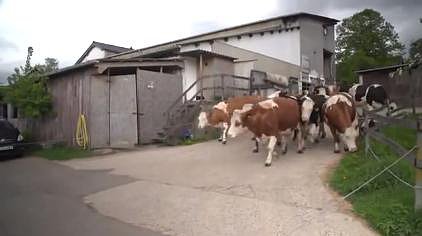 Vacas que parmanecían toda su vida en cautiverio saltan de alegría al ser liberadas
