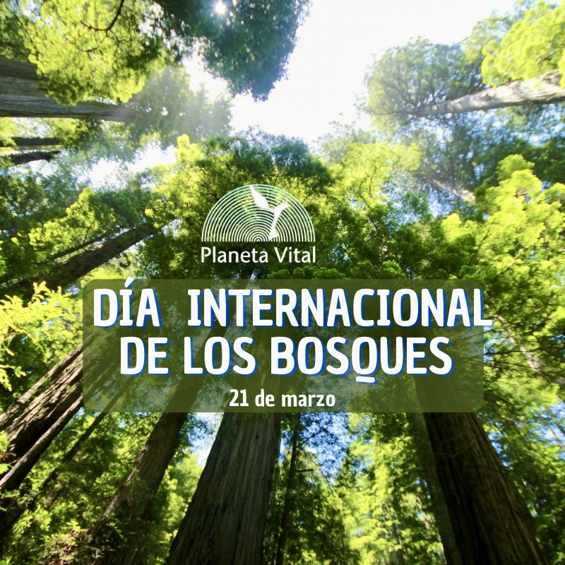 El poder vital de los bosques - Planeta Vital