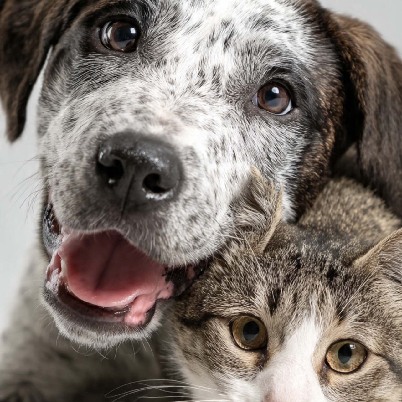 AniMascotas Planet Blog