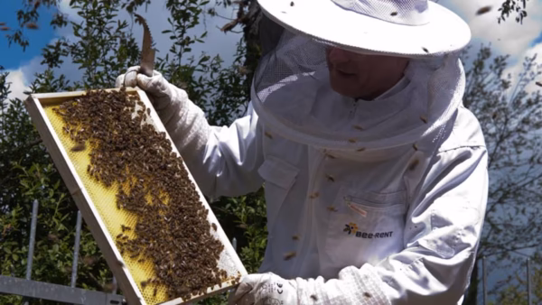 Abejas de alquiler en Alemania